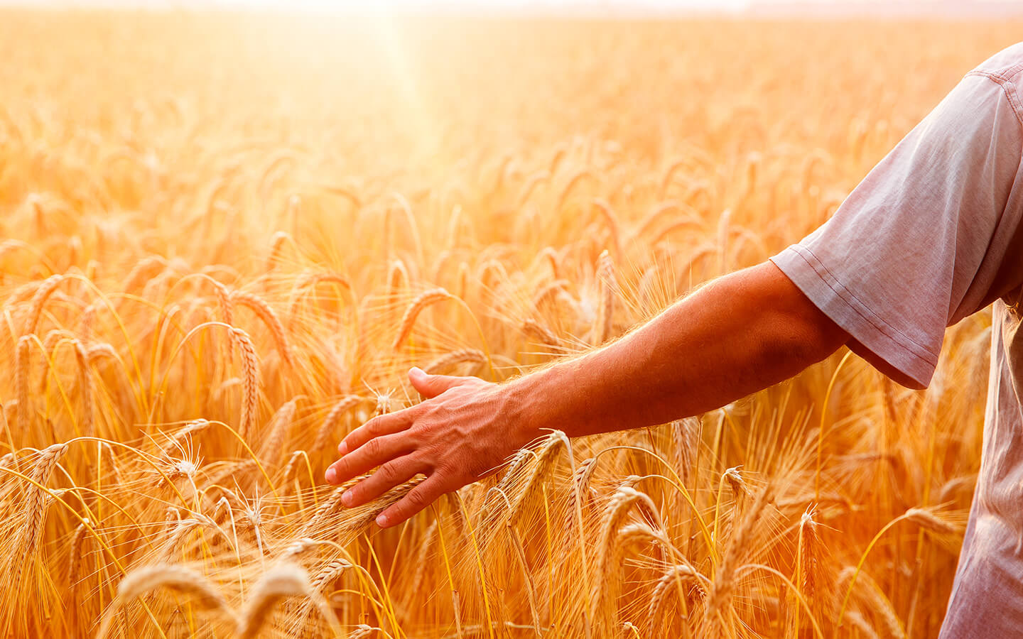 Consulenza agronomica